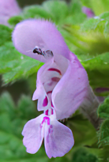 Purple Dead-nettle