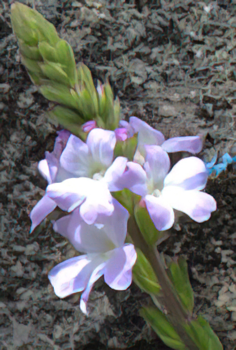 Vervain
