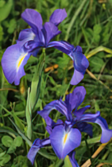 English Iris