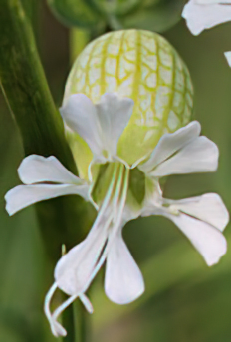 Bladder Campion