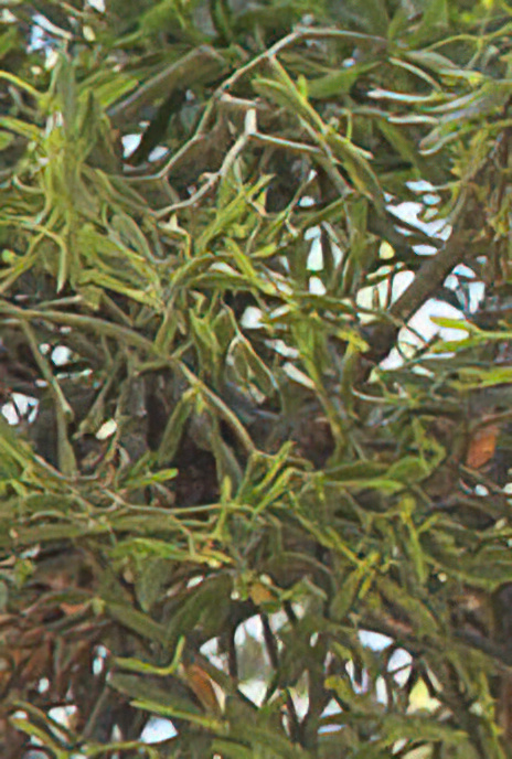 Mistletoe
