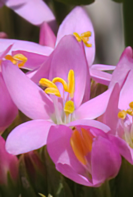 Common Centaury