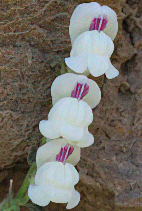 Rock Snapdragon