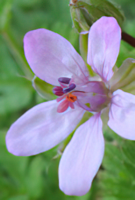 Common Storksbill