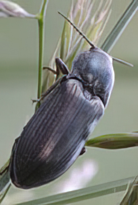 Click Beetle
