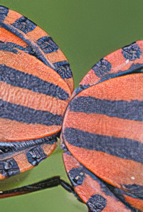 Italian Stink Bug