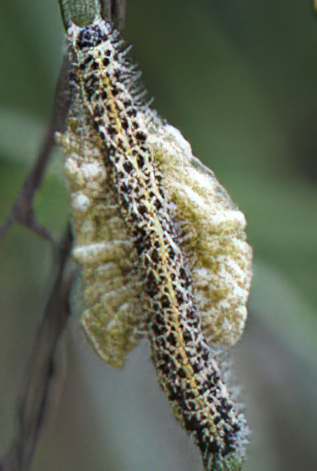 Large White Butterfly Caterpillar with parasitic fly pupae