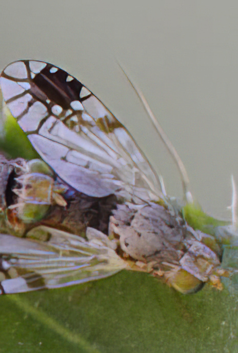 Picture Wing Fly