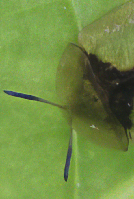 Green Tortoise Beetle
