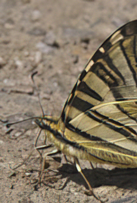 Scarce Swallowtail
