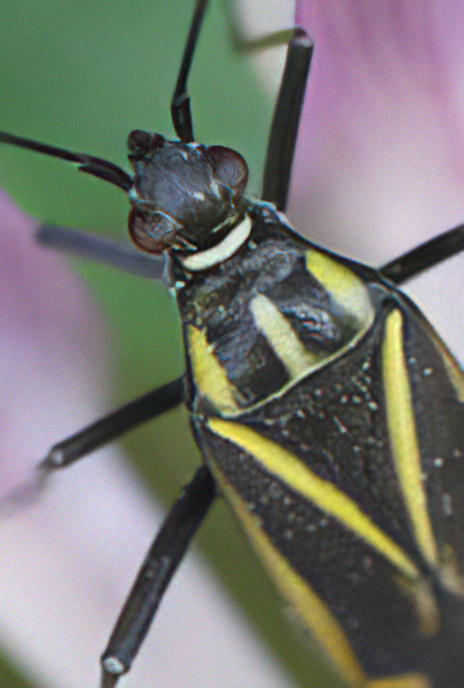 Mirid Plant Bug