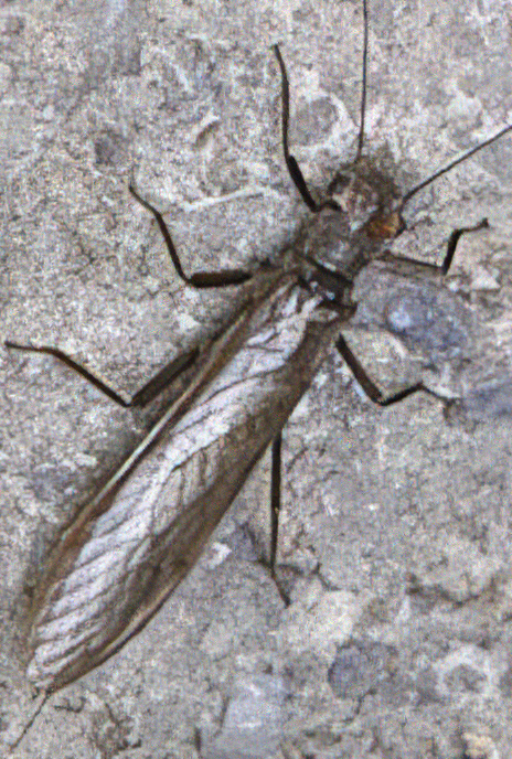 Stonefly
