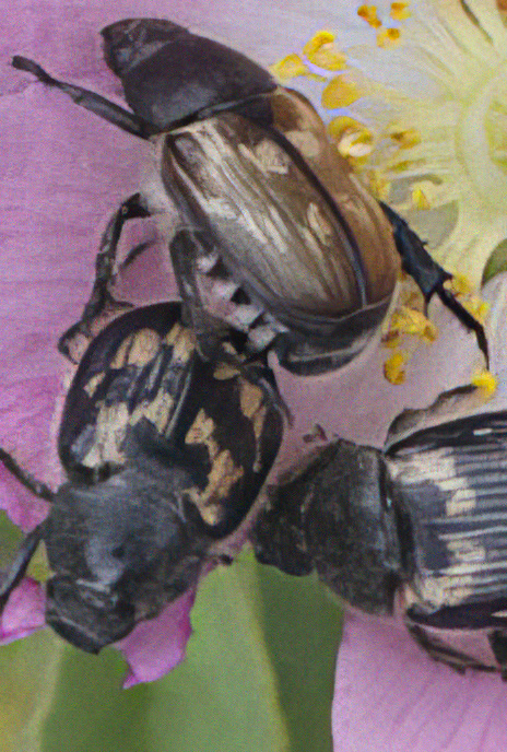 Scarab Beetle