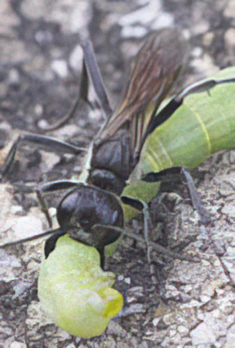 Red-banded Sand (Digger) Wasp