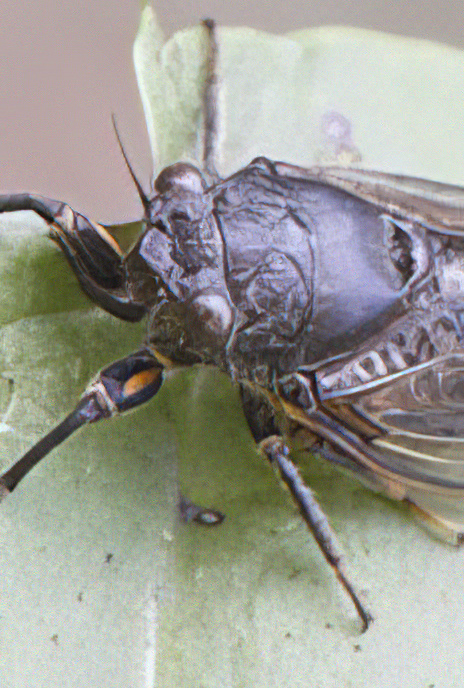 Pigmy Cicada