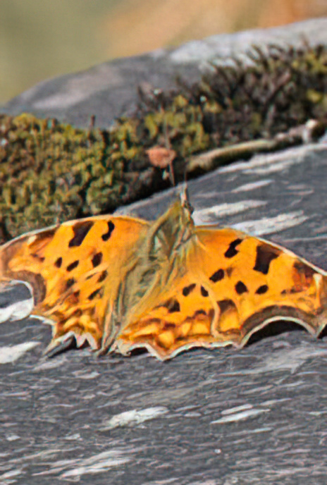 Comma Butterfly