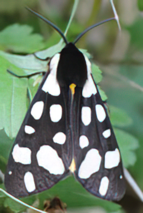 Cream-spot Tiger Moth
