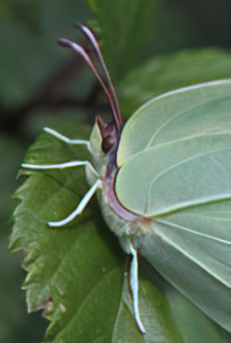 Brimstone Butterfly