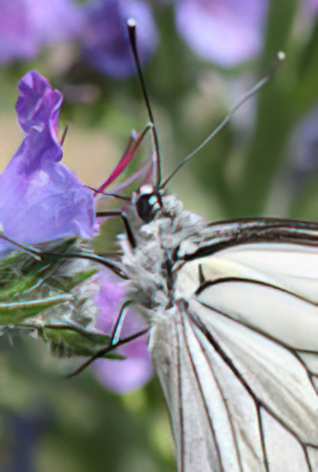 Black-veined White Butterfly