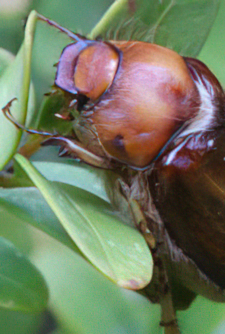 June Beetle