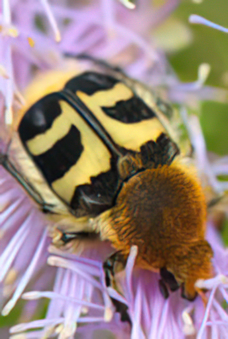 Bee Beetle