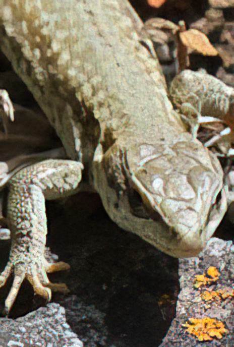 Common Wall Lizard
