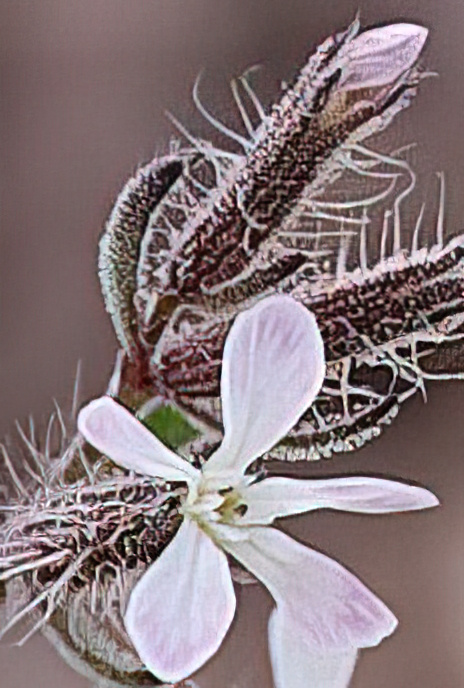 Mediterranean Catchfly, Windmill Pink or Gunpowder Weed