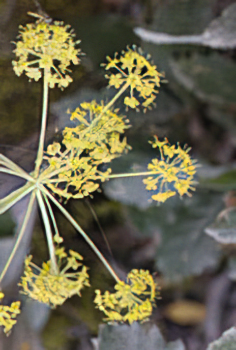 Wild Parsnip