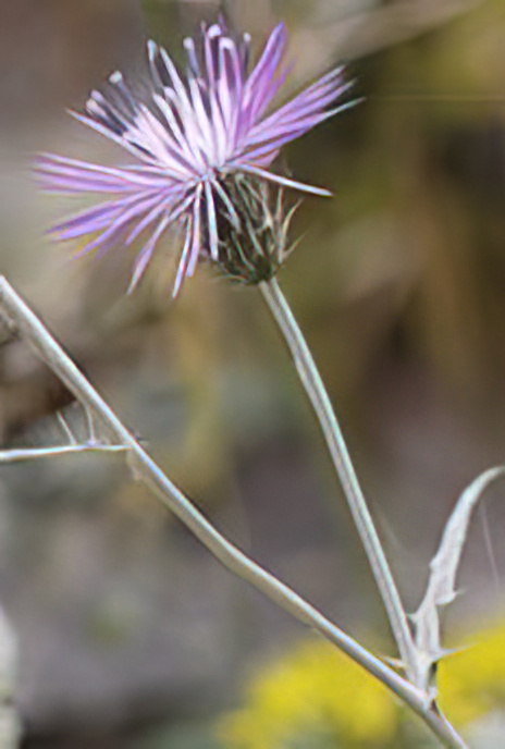 Purple Milk Thistle