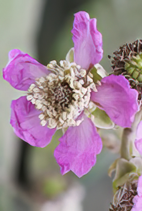 Elm-leaved Bramble