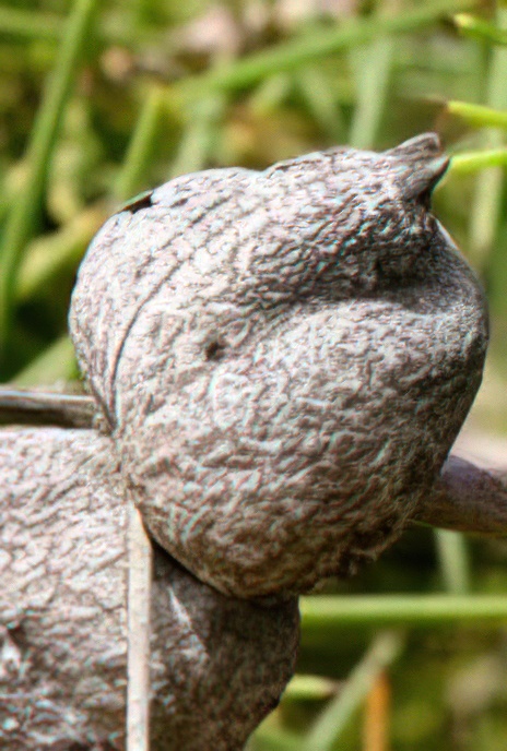 Needlebush or Silky Hakea – invader from Australia