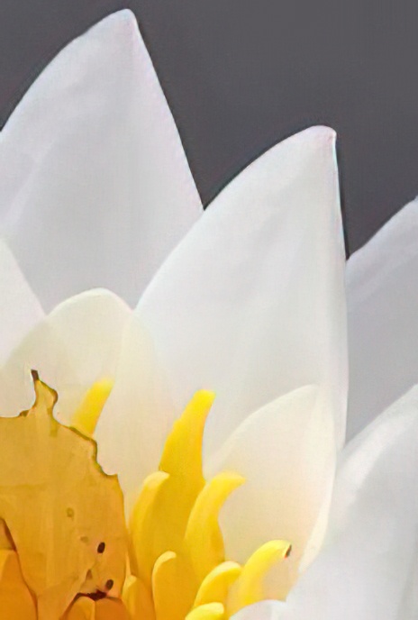 White Water-lily