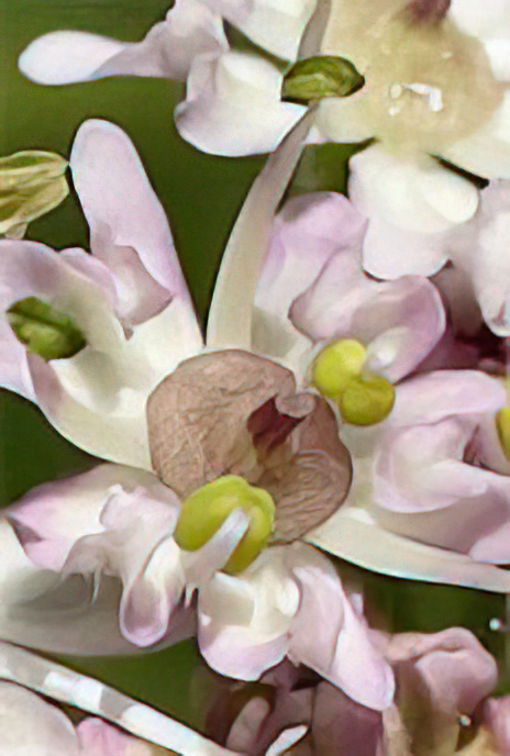 Greater Burnet Saxifrage