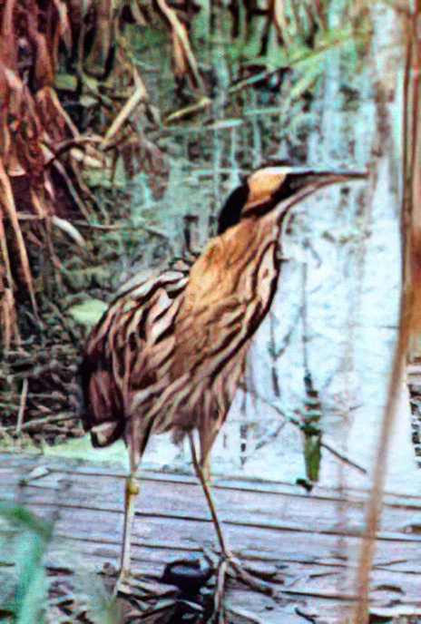 Bittern