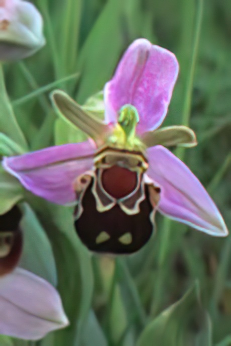 Bee Orchid
