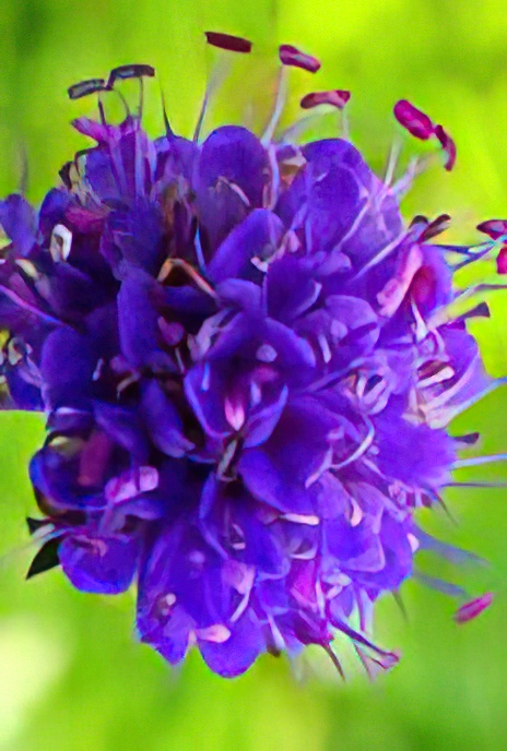 Devil’s-bit Scabious