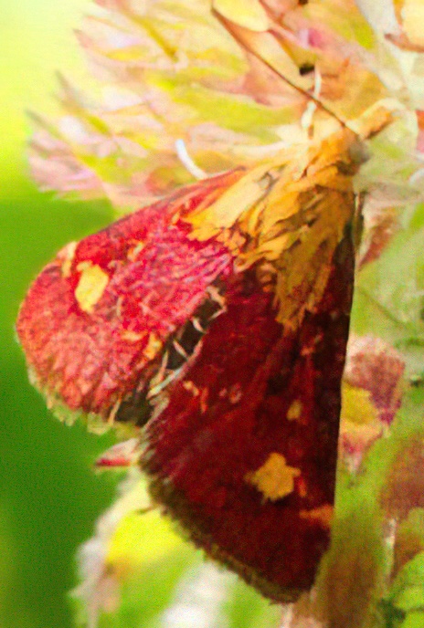 Mint Moth