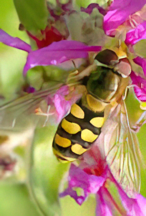 Hover Fly (on Purple Loosestrife)