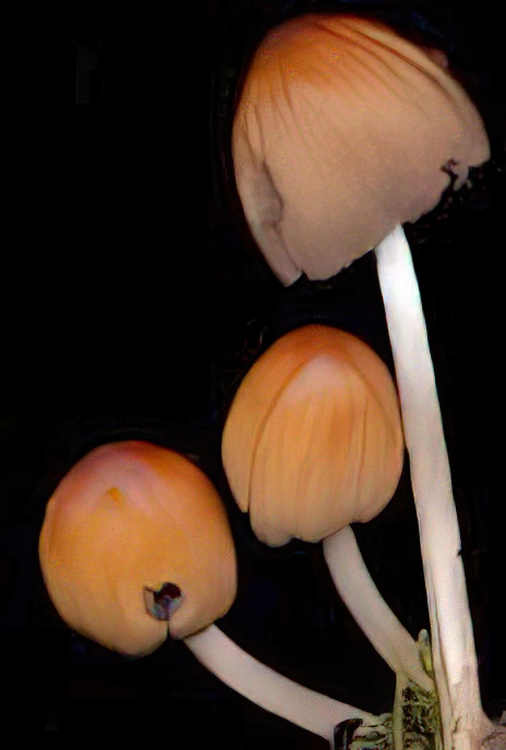 Glistening Ink Cap