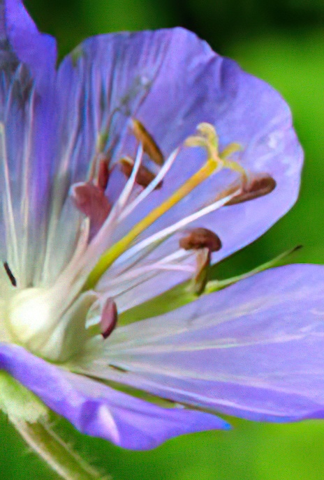 Meadow Crane’s-bill