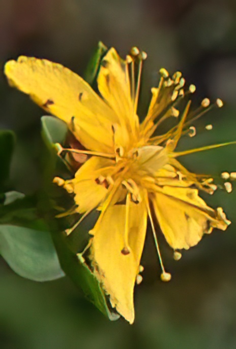 Perforate St John’s-wort