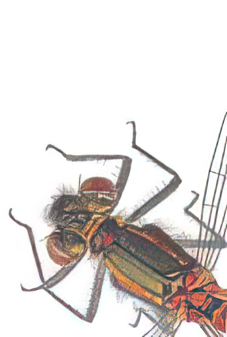 Large Red Damselfly