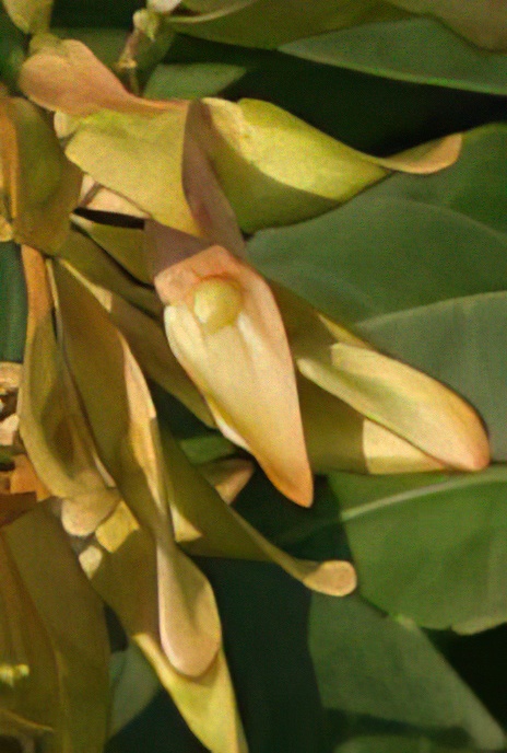Tree of Heaven (fruit)