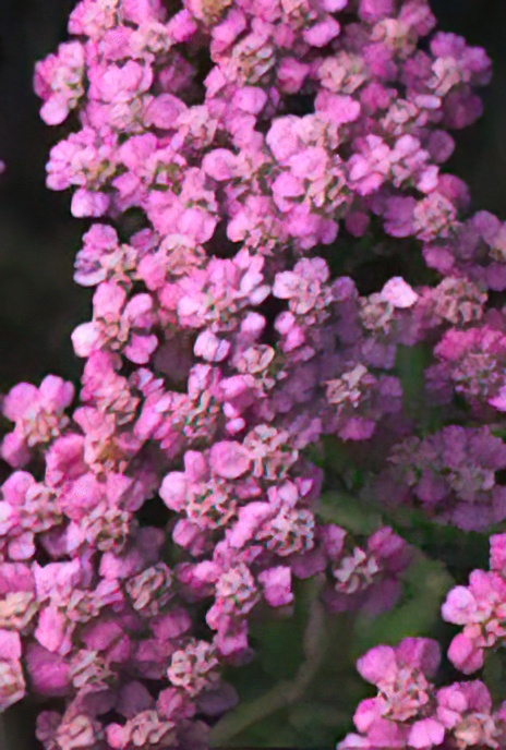 Yarrow or Milfoil