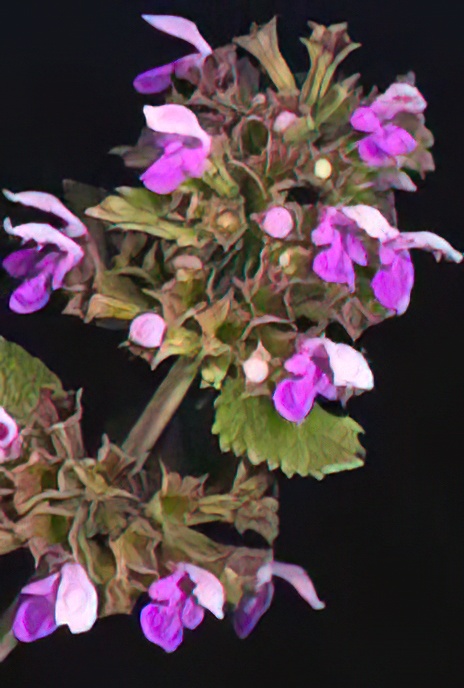 Black Horehound
