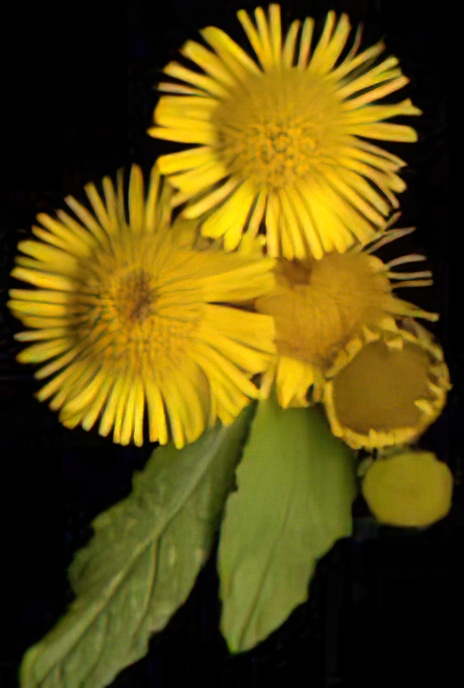 Fleabane