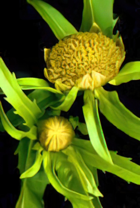 Nodding Bur-Marigold