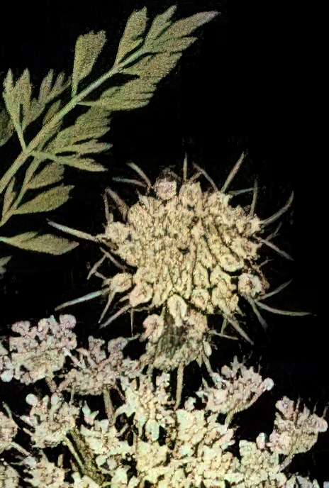 Wild Carrot