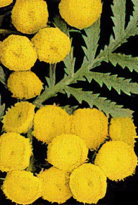 Tansy