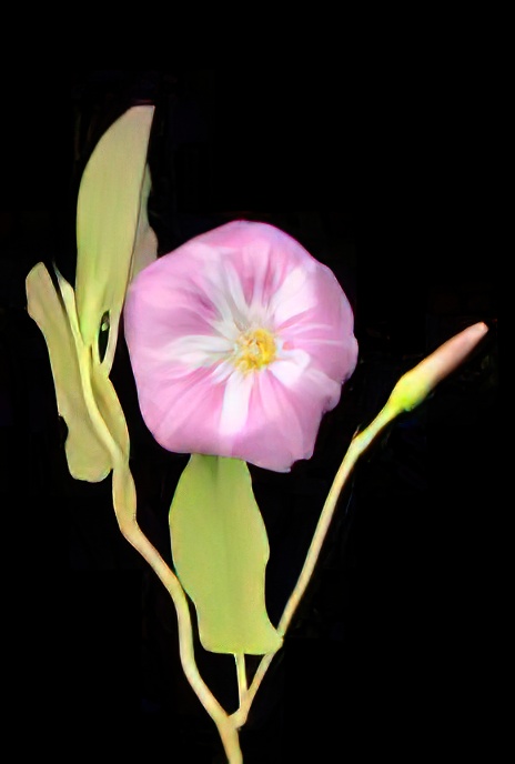 Field Bindweed